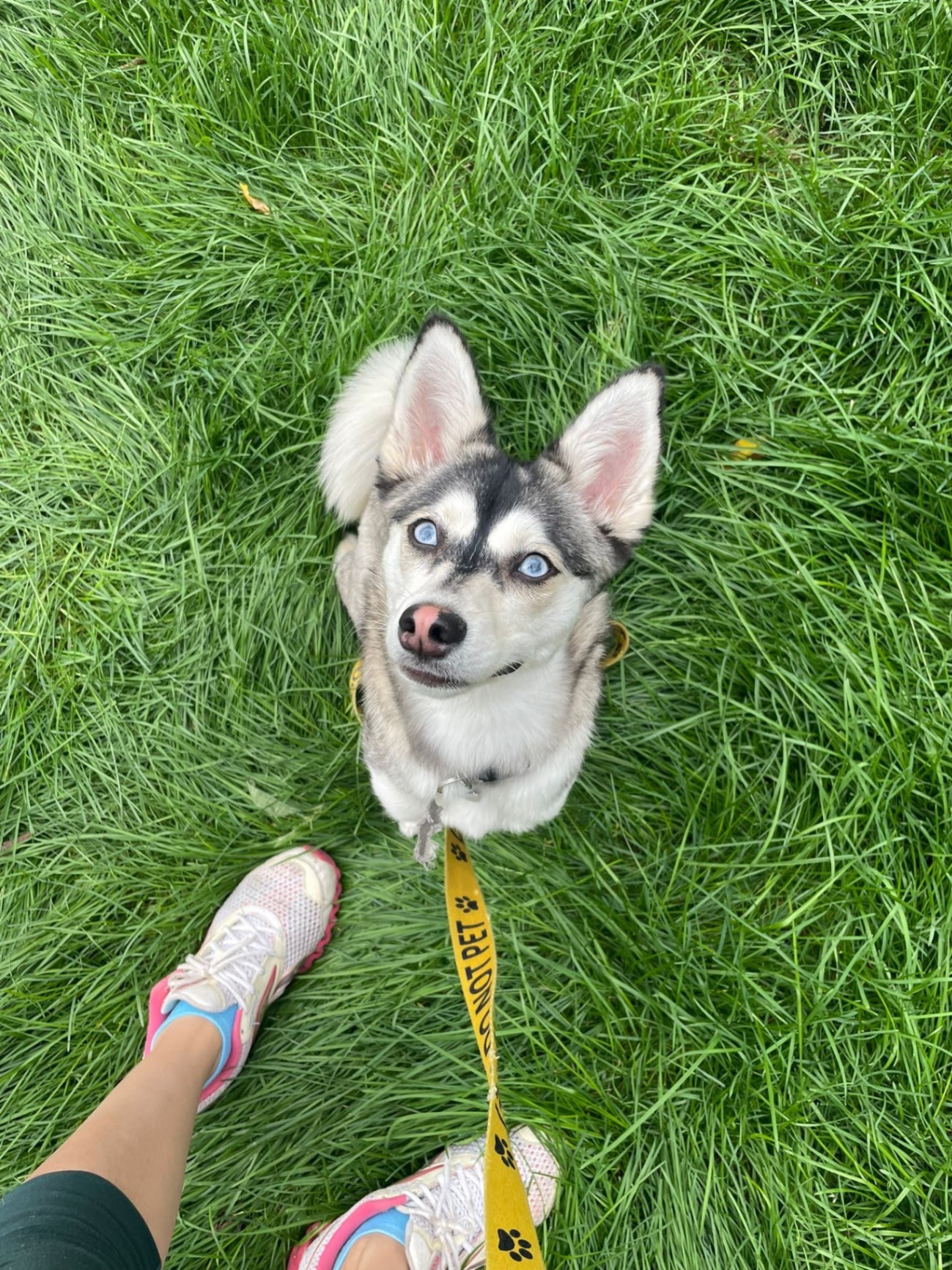 Thea, the resident Pomsky stewardess, on her neighborhood walk